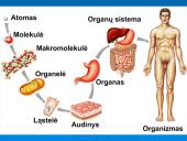 Išsamiai apie ląsteles 3 puslapis