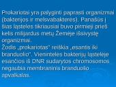 Išsamiai apie ląsteles 6 puslapis