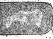 Išsamiai apie ląsteles 7 puslapis