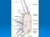 Išsamiai apie ląsteles 8 puslapis