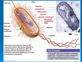 Išsamiai apie ląsteles 9 puslapis