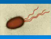 Išsamiai apie ląsteles 10 puslapis