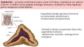 Endokrininės liaukos 3 puslapis