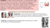Endokrininės liaukos 5 puslapis