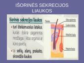 Organizmo liaukos 4 puslapis