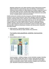 Plazminės membranos sandara, funkcijos 2 puslapis