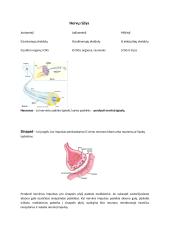 Nervai (teorija) 2 puslapis