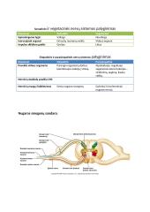 Nervai (teorija) 4 puslapis