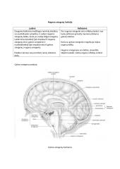 Nervai (teorija) 5 puslapis