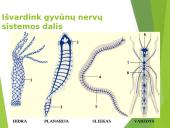 Organizmo veiklos reguliavimas bei orientavimasis aplinkoje 15 puslapis