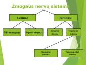 Organizmo veiklos reguliavimas bei orientavimasis aplinkoje 16 puslapis