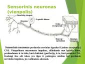 Organizmo veiklos reguliavimas bei orientavimasis aplinkoje 6 puslapis