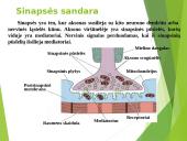 Organizmo veiklos reguliavimas bei orientavimasis aplinkoje 8 puslapis