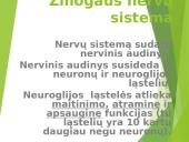 Žmogaus nervų sistema 2 puslapis
