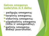 Žmogaus nervų sistema 18 puslapis