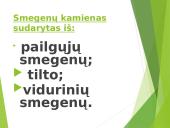 Žmogaus nervų sistema 19 puslapis