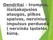 Žmogaus nervų sistema 3 puslapis