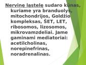 Žmogaus nervų sistema 5 puslapis