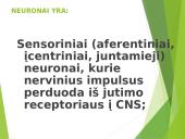 Žmogaus nervų sistema 8 puslapis