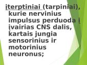 Žmogaus nervų sistema 9 puslapis