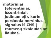 Žmogaus nervų sistema 10 puslapis
