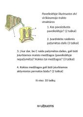 Virškinimas žmogaus organizme 12 puslapis