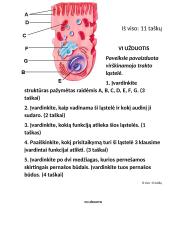Virškinimas žmogaus organizme 15 puslapis