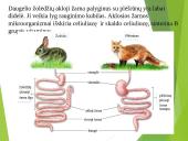 Virškinimo procesas 11 puslapis