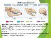 Virškinimo procesas 13 puslapis