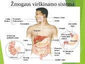 Virškinimo procesas 14 puslapis