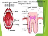 Virškinimo procesas 16 puslapis