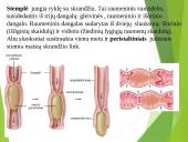 Virškinimo procesas 19 puslapis