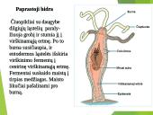 Virškinimo procesas 4 puslapis