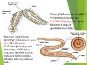 Virškinimo procesas 8 puslapis