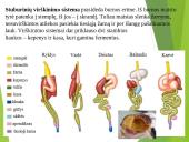 Virškinimo procesas 9 puslapis