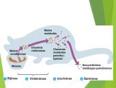 Virškinimo procesas 10 puslapis