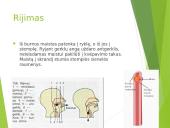 Virškinimas – fizinis ir cheminis maisto apdorojimas 12 puslapis