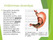 Virškinimas – fizinis ir cheminis maisto apdorojimas 13 puslapis