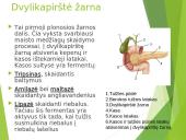 Virškinimas – fizinis ir cheminis maisto apdorojimas 15 puslapis