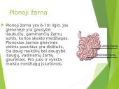 Virškinimas – fizinis ir cheminis maisto apdorojimas 16 puslapis