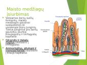 Virškinimas – fizinis ir cheminis maisto apdorojimas 17 puslapis