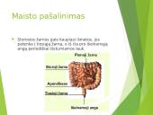 Virškinimas – fizinis ir cheminis maisto apdorojimas 19 puslapis