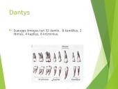 Virškinimas – fizinis ir cheminis maisto apdorojimas 8 puslapis