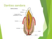 Virškinimas – fizinis ir cheminis maisto apdorojimas 9 puslapis