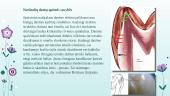 Dantų estetika, natūralių dantų optinės savybės 14 puslapis
