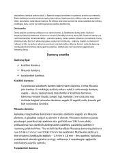 Veido estetika: veido ir kandžių centro linija, viršutinė ir apatinė lūpa 12 puslapis