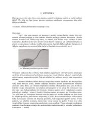 Temperatūros pojūčio latentinis reakcijos laikas 3 puslapis