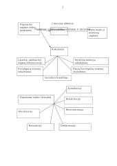 Vaiko sveikos gyvensenos modelis 2 puslapis