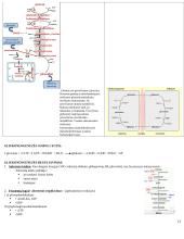 Angliavandenių konspektas 11 puslapis
