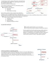 Angliavandenių konspektas 16 puslapis